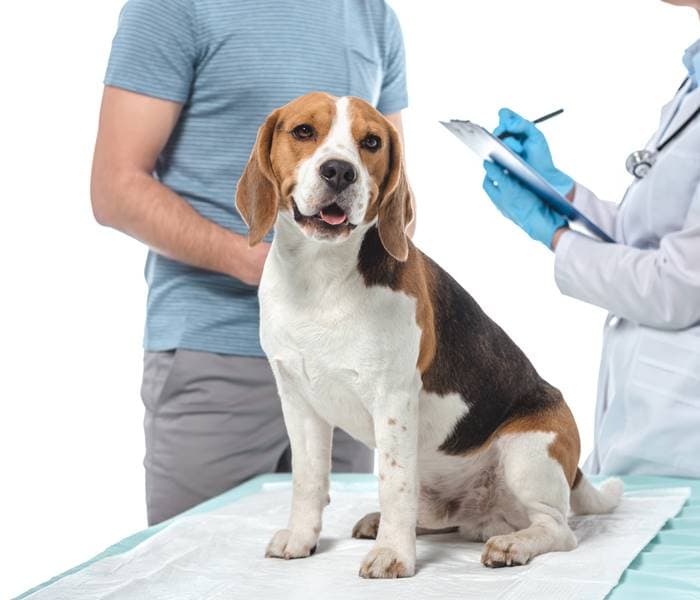 Beagle a műtét előtti kivizsgáláson